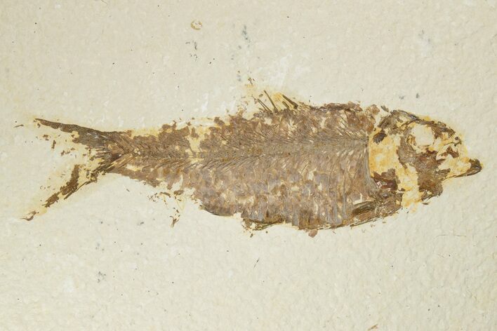 Detailed Fossil Fish (Knightia) - Wyoming #186461